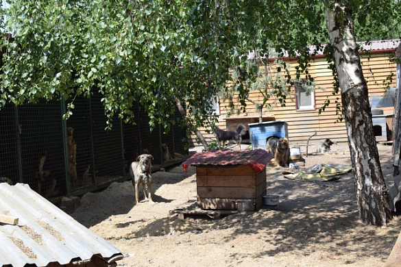 1,5 тонны мяса привезли ивановские чиновники в приют «Майский день»